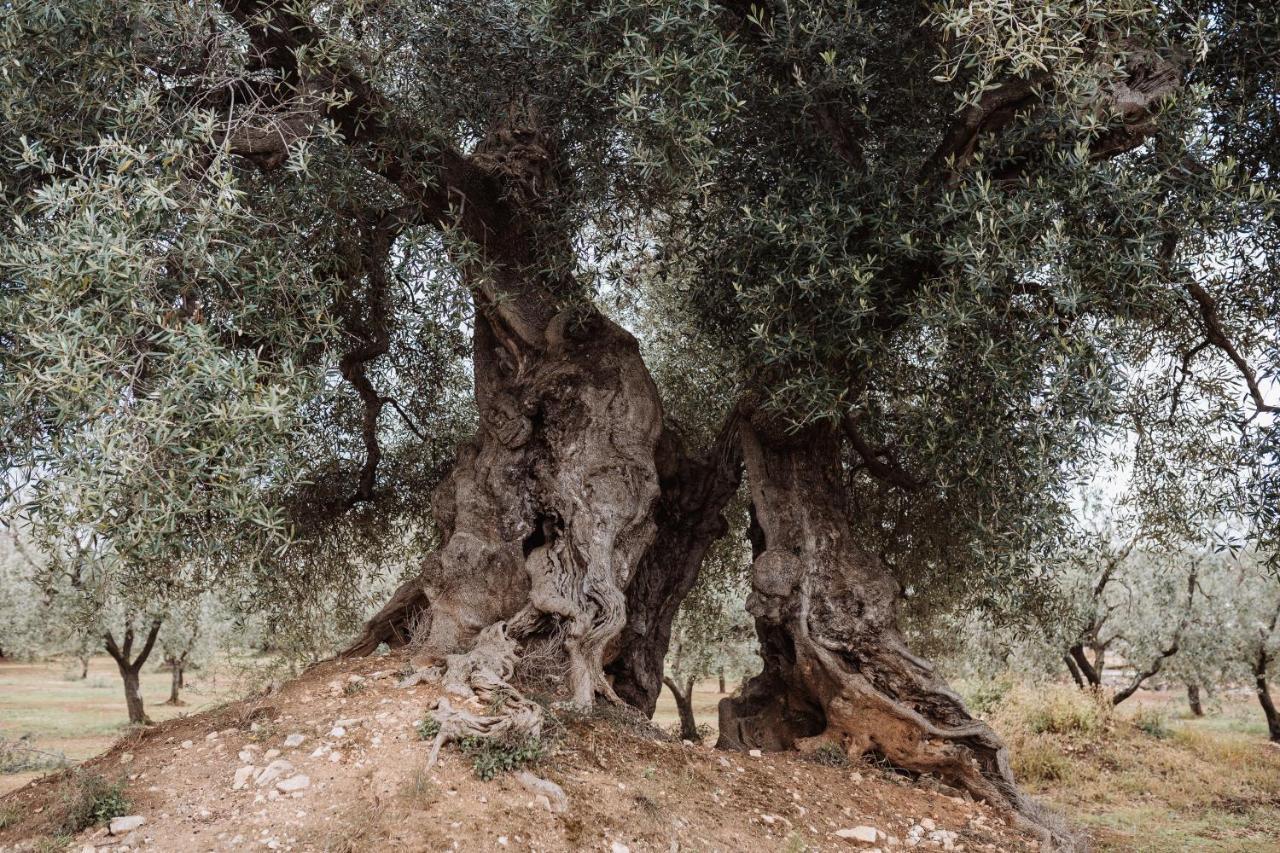 Masseria Casamassima Agriturismo Ostuni Eksteriør bilde