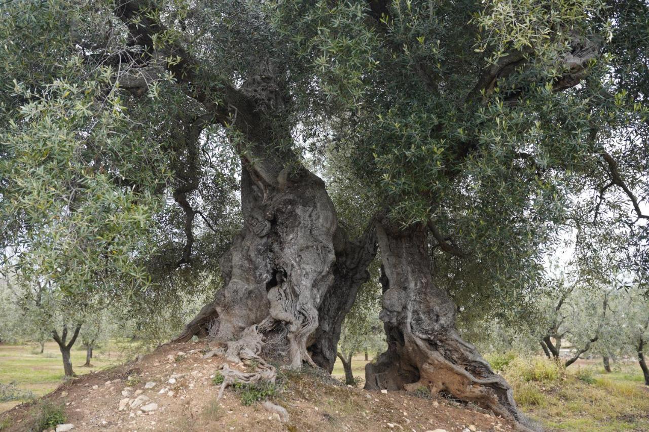 Masseria Casamassima Agriturismo Ostuni Eksteriør bilde