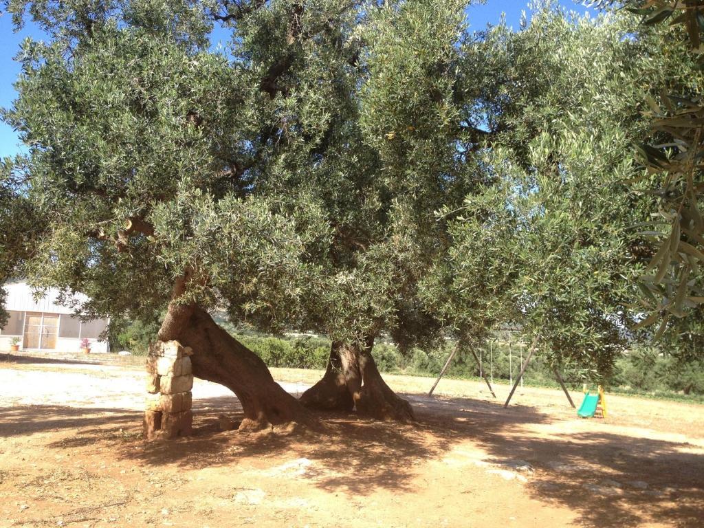 Masseria Casamassima Agriturismo Ostuni Eksteriør bilde